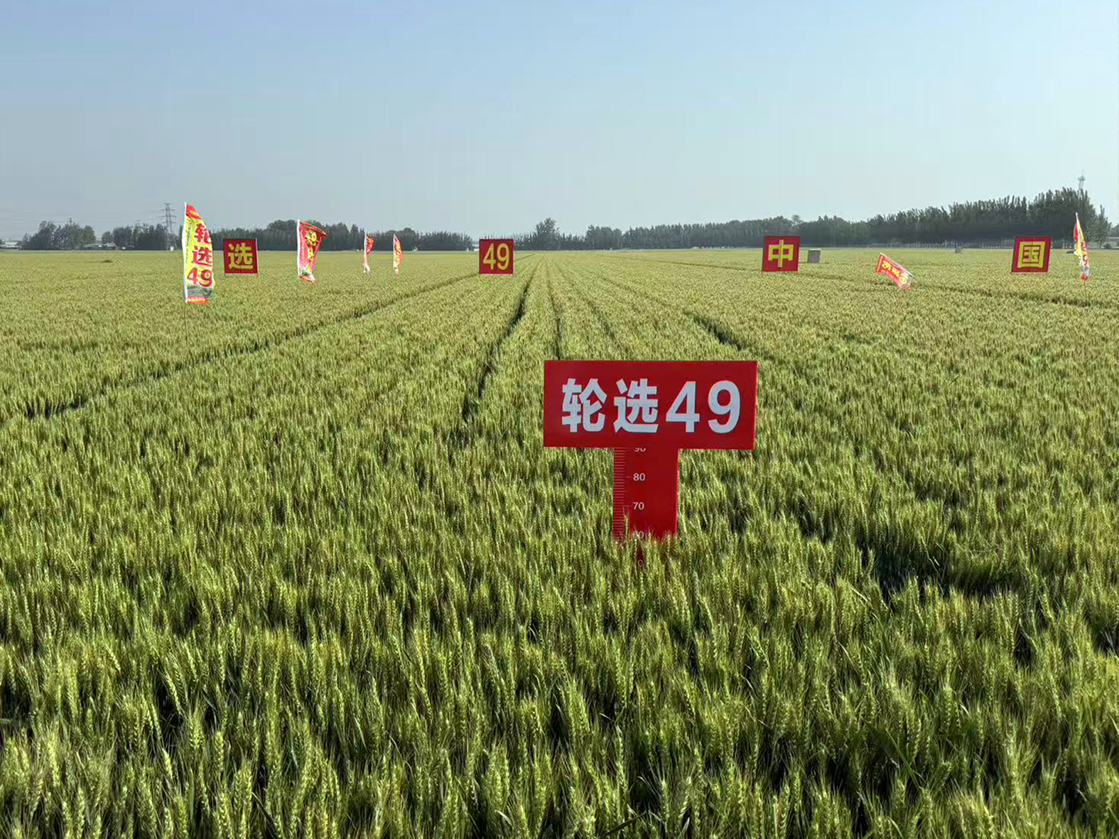 轮选49